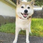 柴犬