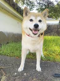 柴犬